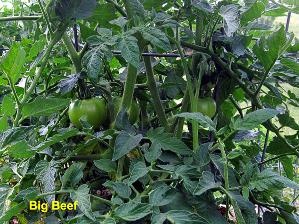 Garden20220702_6517_tomato_BigBeef_600.jpg