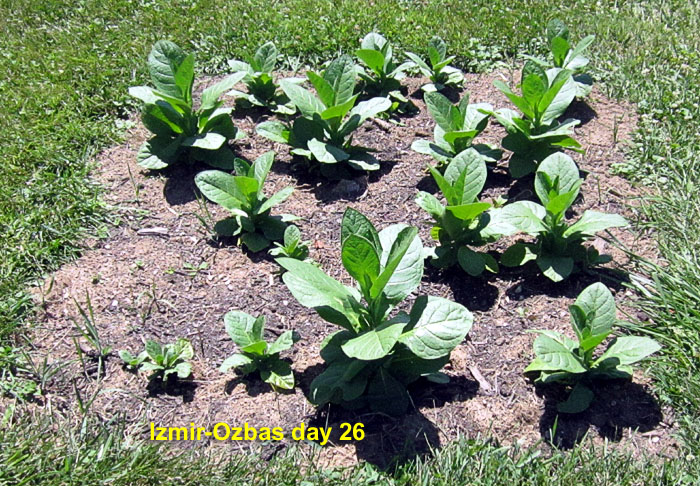 Garden20260624_7786_IzmirOzbas_bed_da26_700.jpg