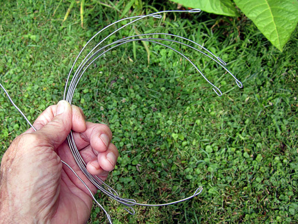 Garden20210803_5950_budHeadHangingWire_600.jpg