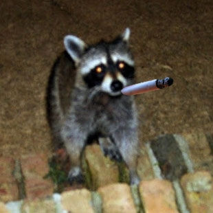 smokingRaccoon.jpg