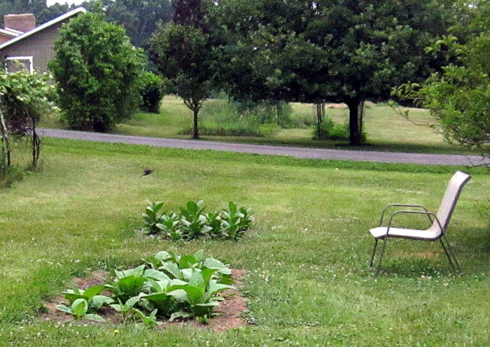 Garden20260627_7791_gardenViewToWest_700.jpg