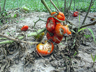Garden20140729_1387_bunnyTomatoSchool_400.jpg