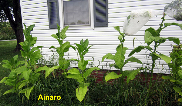 Garden20220830_6635_Ainaro_plants_600.jpg