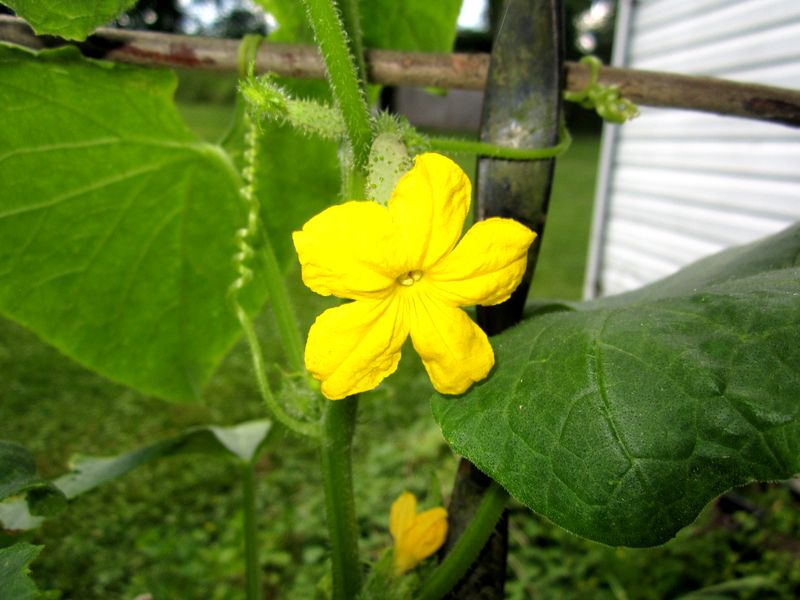 Garden20250620_7592_cukeBlossom_flash_800.jpg