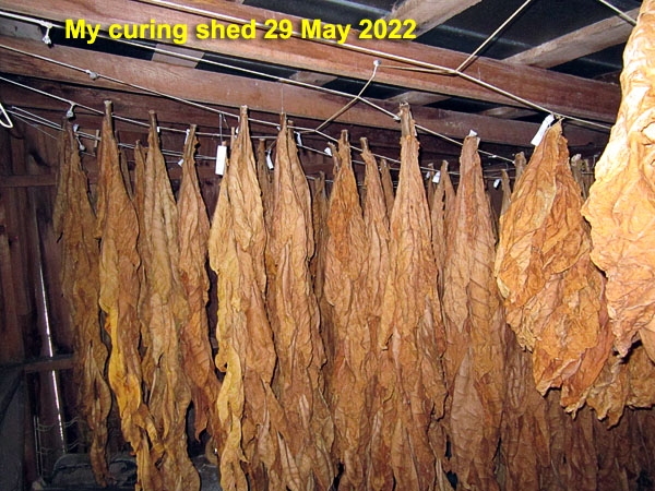 Garden20220529_6366_curingShed_600.jpg