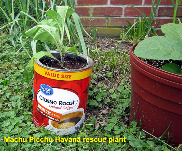 Garden20220531_6370_MachuPicchu_potted02_600.jpg