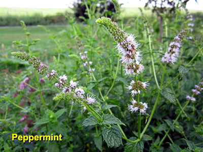 Garden20130810_878_Peppermint_blossom_400.jpg