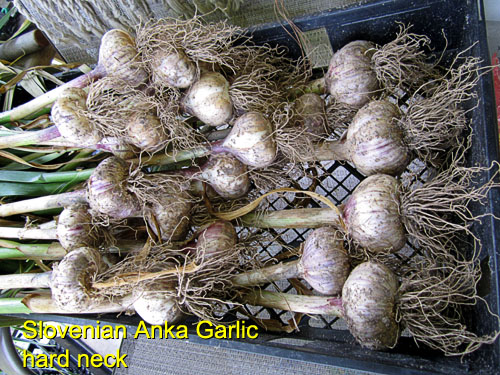 Garden20170702_2772_AnkaGarlic_drying_500.jpg