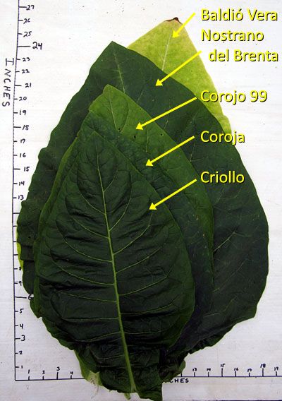 Garden20160802_2220_leafSize_comparison_400.jpg