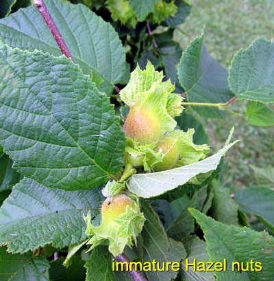 Garden20150617_1830_Hazelnuts_closeup_400.jpg