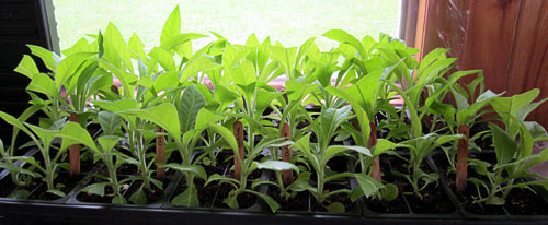 Garden20130506_604_seedlings_1month_500.jpg