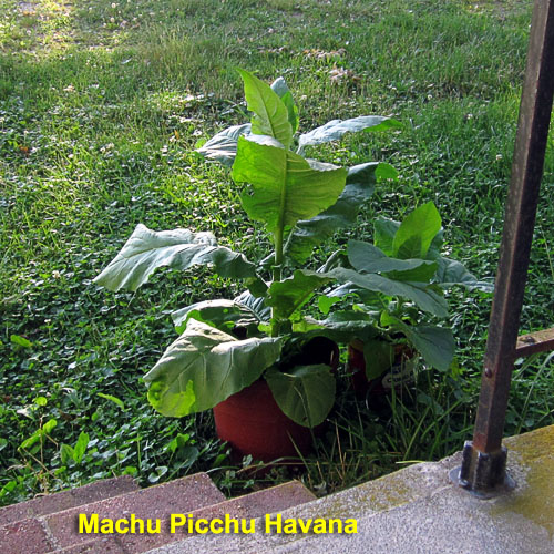Garden20220625_6481_MachuPicchu_potted_500SQ.jpg