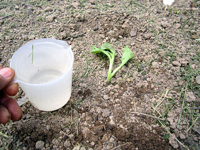 Garden20130517_620_BBseedlings_cupOfWater_400.jpg