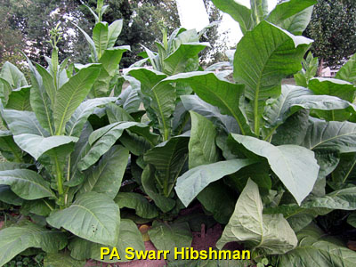 Garden20140725_1380_PASwarrHibshman_400.jpg