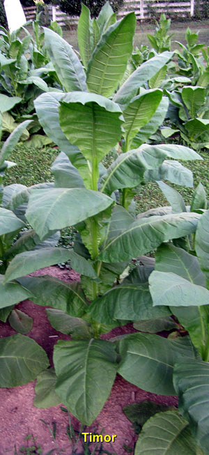 Garden20140725_1377_Timor_300.jpg