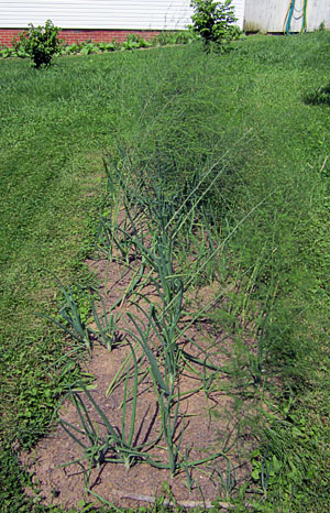 Garden20130622_705_onionsInAsparagusBed_300.jpg