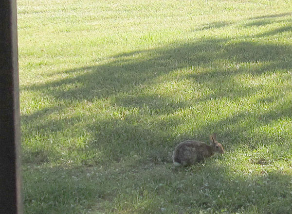 Garden20220604_6377_bunny_closeUp_600.jpg
