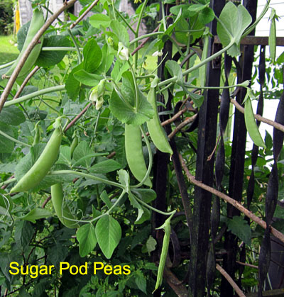 Garden20190620_4424_sugarPodPeas_400.jpg