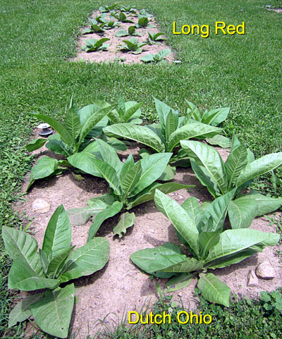 Garden20150623_1844_Dutch_LongRed_beds_400.jpg