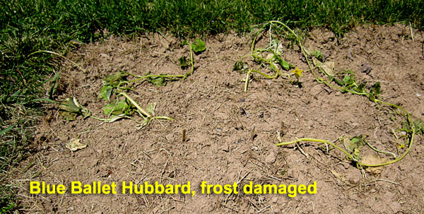 Garden20230505_6954_BlueBalletHubbard_frostDamaged_600.jpg