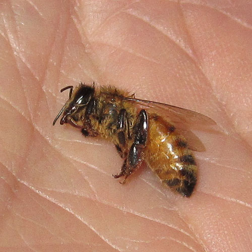 Garden20220211_6218_Honeybee_dead_500.jpg