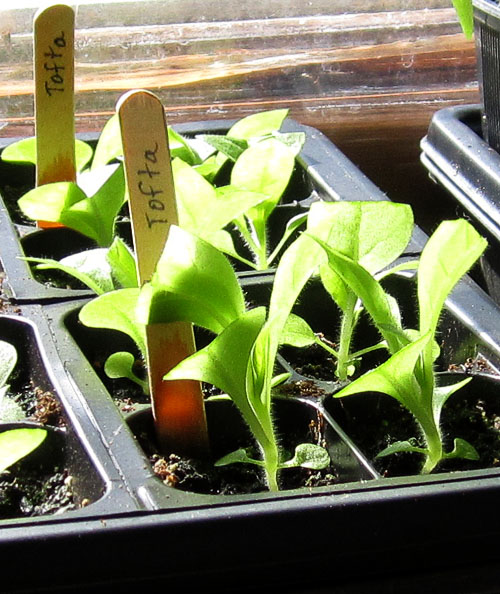 Garden20230409_6918_Tofta_tray_5wks_500.jpg