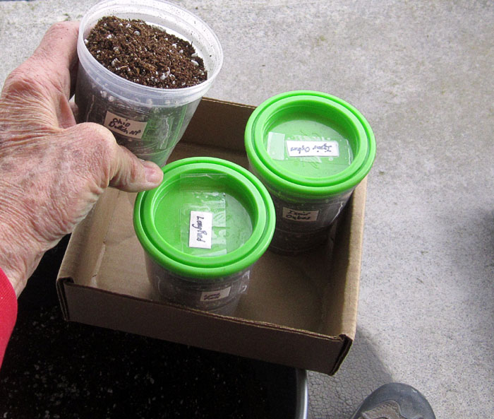 Garden20260315_7729_germinationCupsFilled_700.jpg