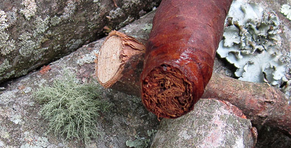 Garden20190523_4375_cigar_dark_closeup_600.jpg