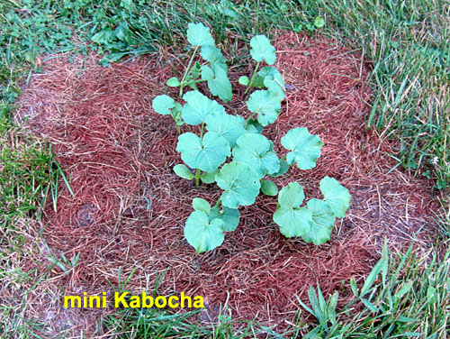 Garden20200715_5239_kabocha_bed_500.jpg