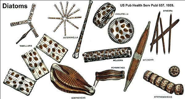 diatoms.jpg