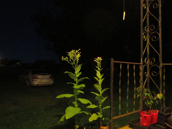 Garden20220809_6617_porchViewNight_600.jpg