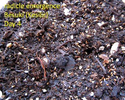 Garden20170303_2462_radicleEmerge_BesukiKesilir_400.jpg