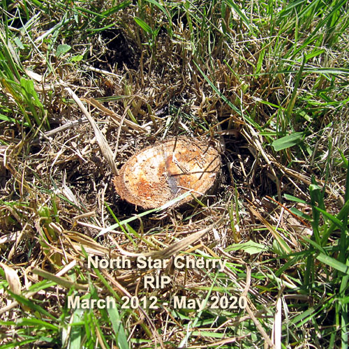 Garden20200502_5071_NorthStarCherry_stump_500.jpg