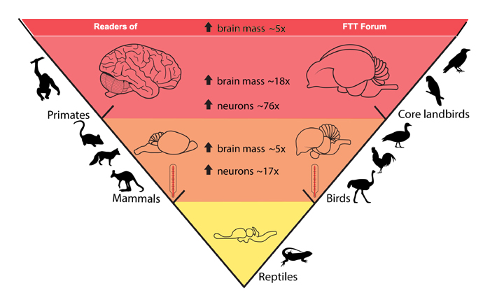 FTT_neuron-counts_Charles University_700.jpg