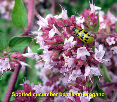 Garden20140719_1357_spottedCucumberBeetle_onOregano_400.jpg