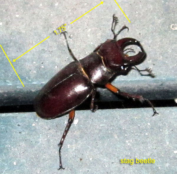 Garden20170718_2879_stagBeetle_600.jpg