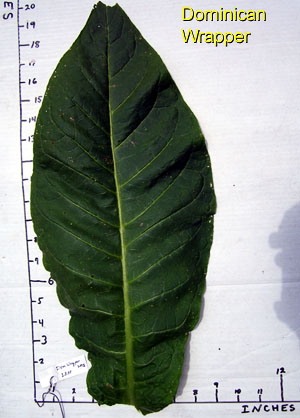 RCAG_OlorDominican_20120722_402_leaf.jpg