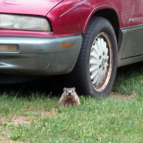 Garden20210607_5749_groundhog1_500.jpg