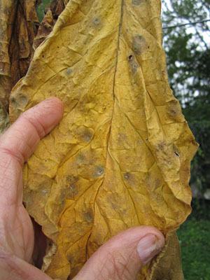 Garden20140915_1545_VABright_topLeaf_cured5_300.jpg
