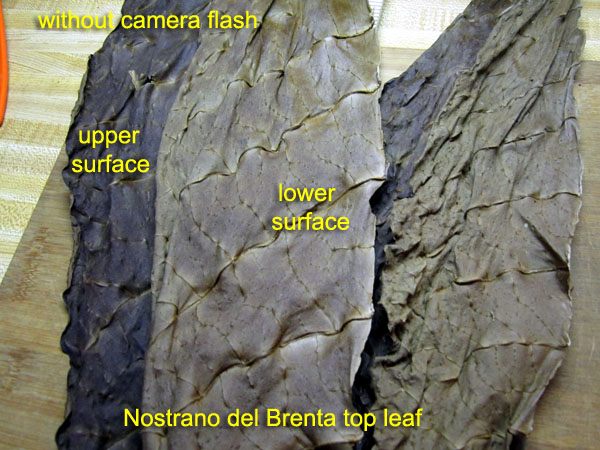 Garden20170922_3099_NostranoDelBrenta_topLeaf_underside_600.jpg