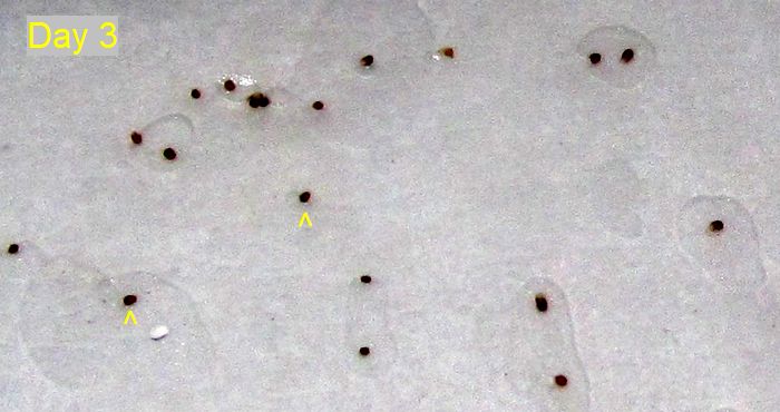 Garden20260123_7714_IzmirOzbas_germinationTest_da3_700.jpg