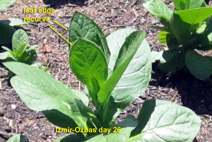 Garden20260624_7786_IzmirOzbas_closeUp_leafRecurve_da26_700.jpg