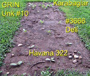 Garden20150609_1820_3666Deli_Havana322_Karabaglar_bed_300.jpg