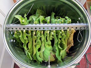 FlueCure20120715_369_LeafInCan_Initial_300.jpg