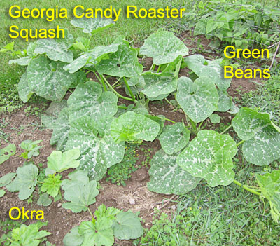 Garden20190620_4431_squashOkraBeans_400.jpg