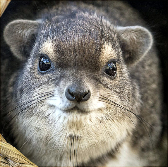 rock_hyrax_whiskers.jpg