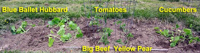 Garden20230427_6941_Hubbard_Tomatoes_Cukes_inBed_700.jpg