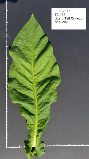 LizardTailOrinocoPI 552377_GRIN.jpg