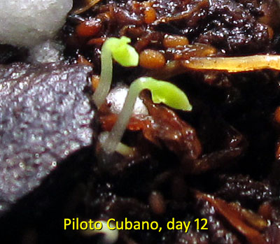 Garden20170311_2481_PilotoCubano_germination_400.jpg