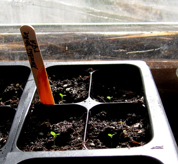 Garden20230316_6898_XanthiYaka18a_seedlings_in_sunlight_600.jpg